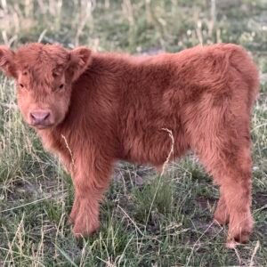 Micro/Mini Heifer "Peaches" - Highland Coo Cattle Co. - SOLD 8,500