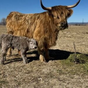 Mini/Midsize Silver Heifer "Daisy" by Highland Coo Cattle Co - SOLD 6,250