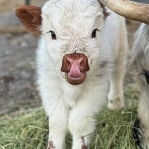 Milkshake Bull/Steer Option - Highland Coo Cattle Co