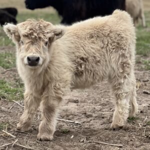Micro/Mini Silver Highland Heifer - Rolling 7 Ranch