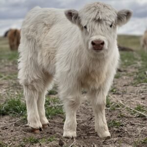 Midsize White Highland Heifer - Rolling 7 Ranch