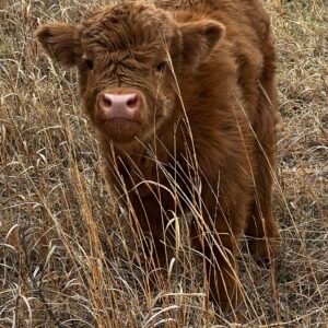Mini Red Highpark Heifer - Rolling 7 Ranch