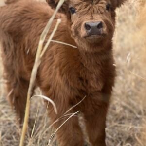 Midsize Dun Highland Heifer - Rolling 7 Ranch