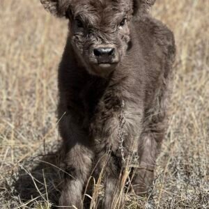 Mini Dun Highland Heifer - Rolling 7 Ranch