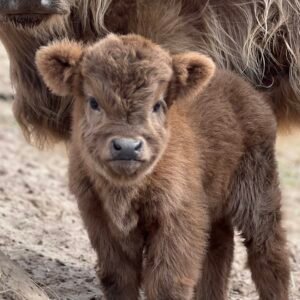 Micro/Mini Dun Highland Heifer - Rolling 7 Ranch