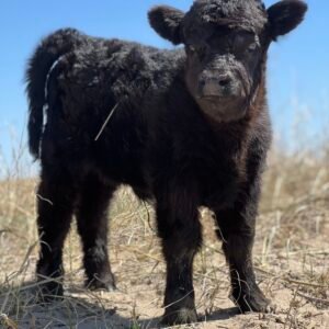 Micro/Mini Black Highland Heifer - Rolling 7 Ranch
