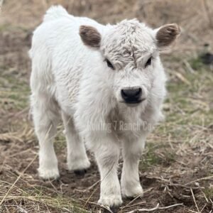 Micro/Mini Highpark Heifer - Rolling 7 Ranch