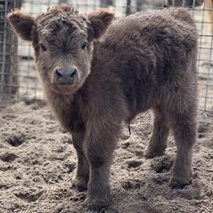 Micro Dun Highland Heifer - Rolling 7 Ranch