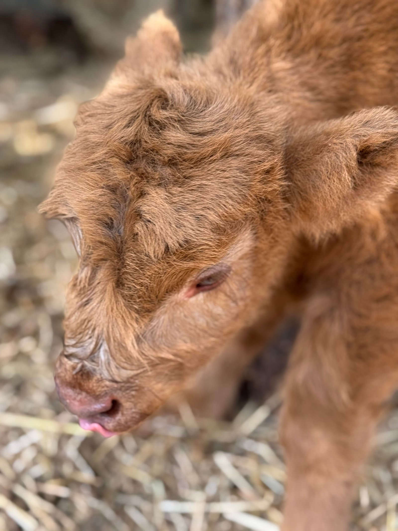 Blaze - Bull/Steer Option - Highland Coo Cattle Co - Image 2