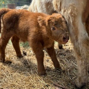 Blaze - Bull/Steer Option - Highland Coo Cattle Co