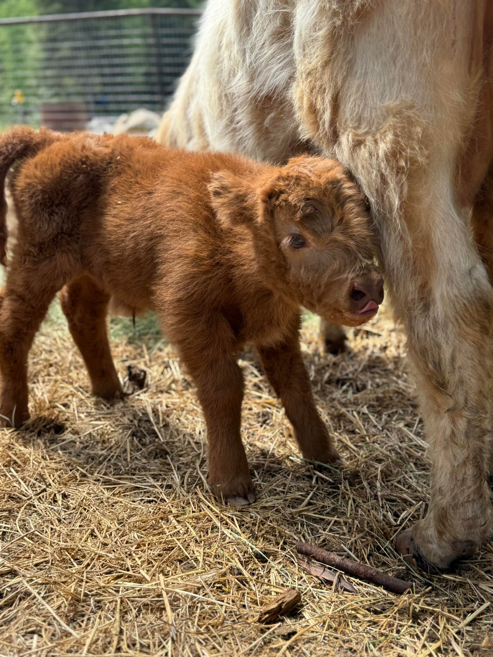 Blaze - Bull/Steer Option - Highland Coo Cattle Co