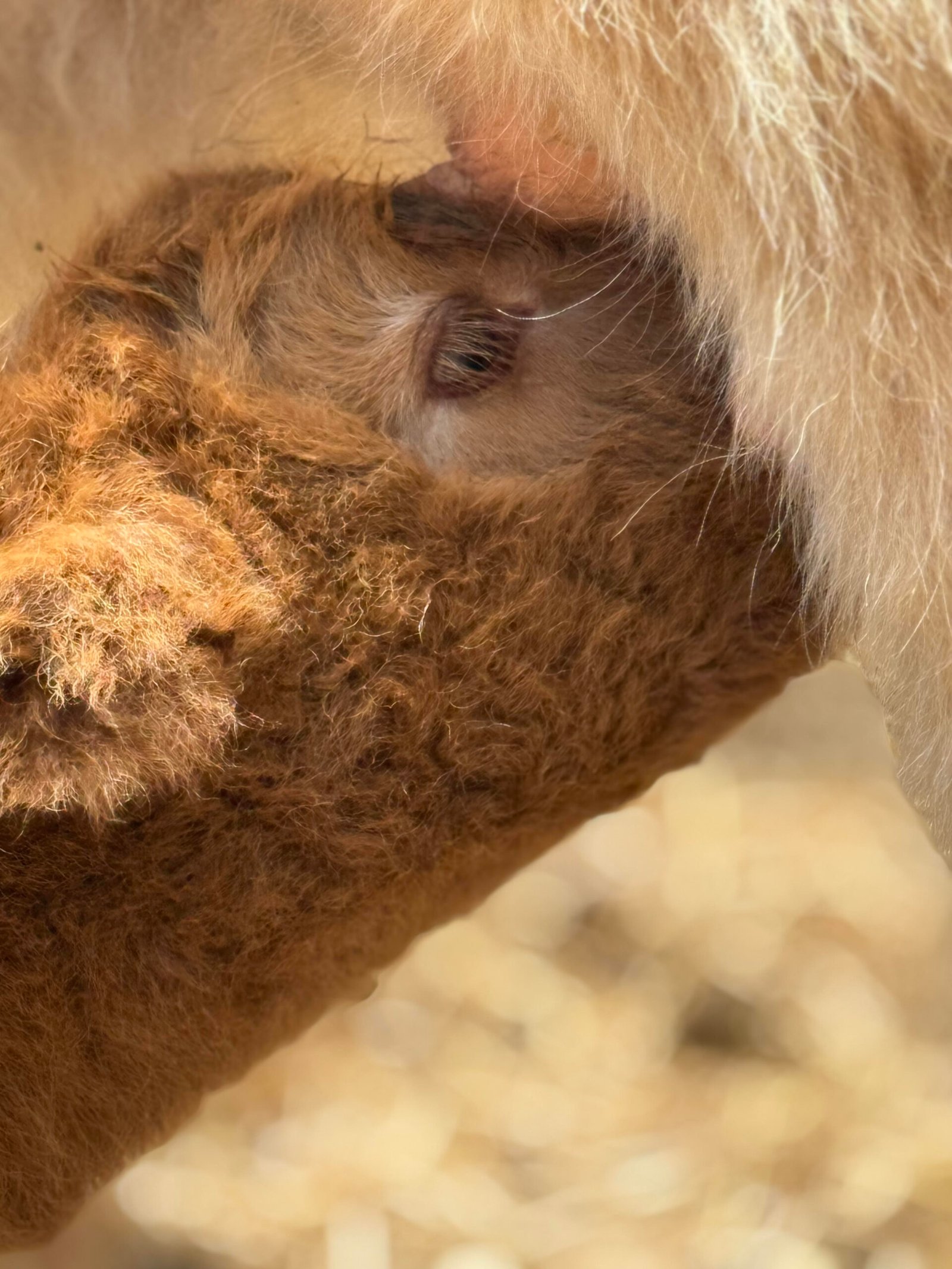 Blaze - Bull/Steer Option - Highland Coo Cattle Co - Image 3