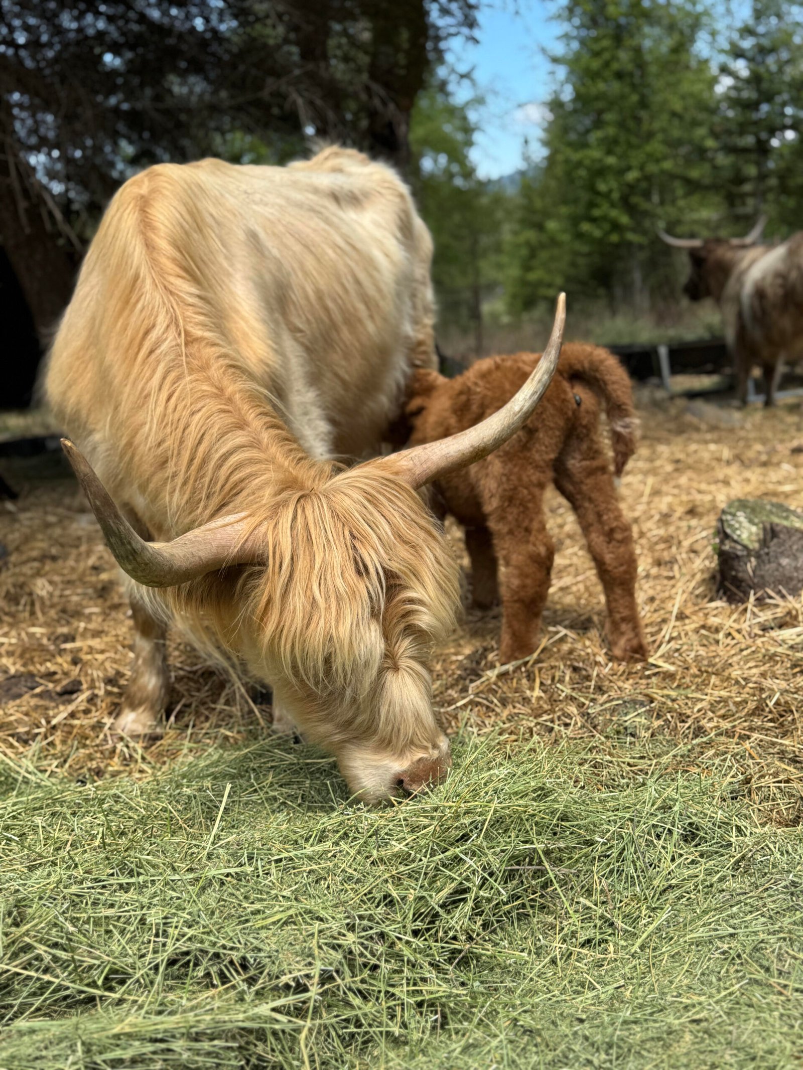 Blaze - Bull/Steer Option - Highland Coo Cattle Co - Image 4