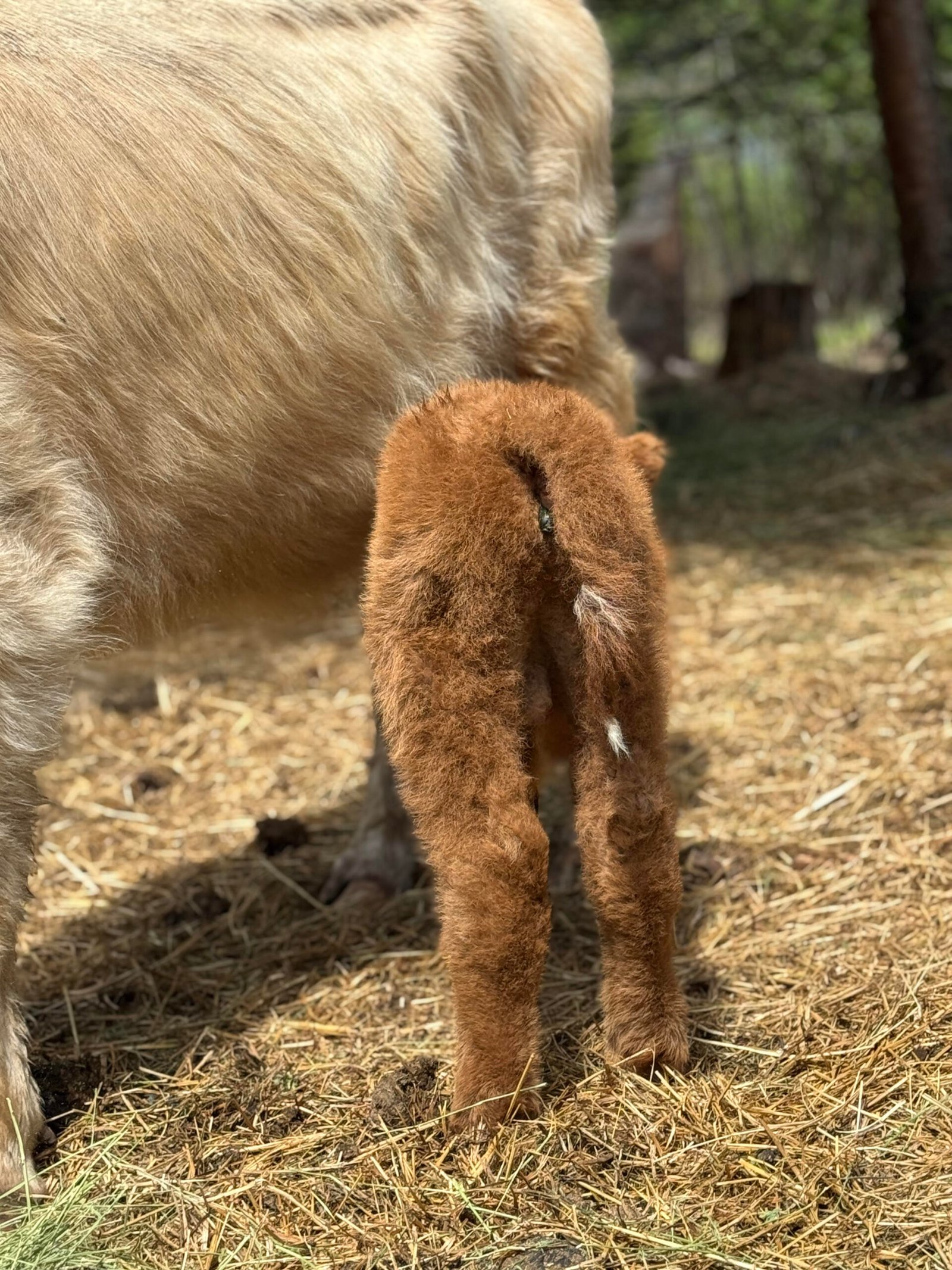 Blaze - Bull/Steer Option - Highland Coo Cattle Co - Image 5