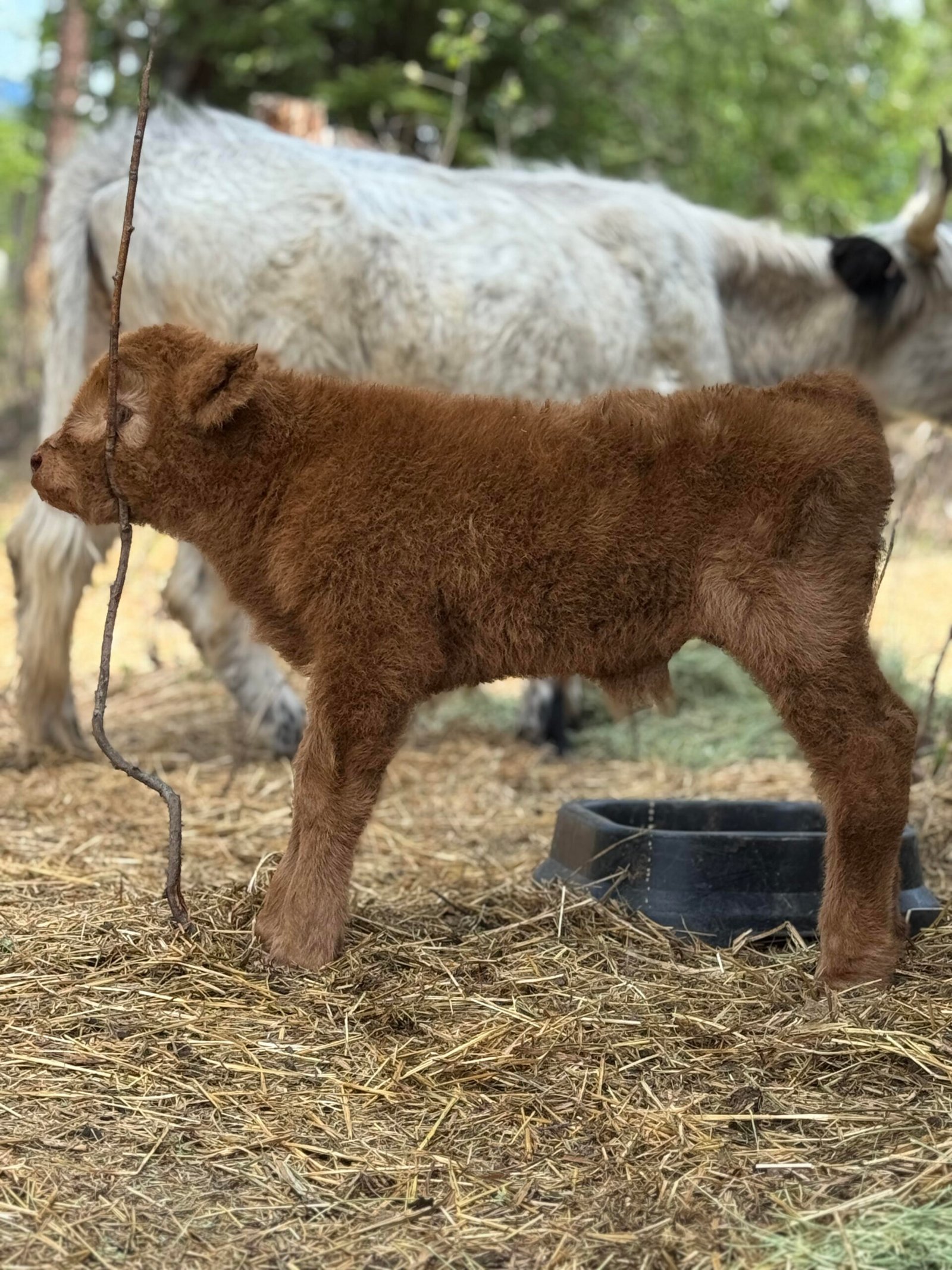 Blaze - Bull/Steer Option - Highland Coo Cattle Co - Image 6