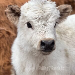 Micro/Mini Highpark Heifer - Rolling 7 Ranch