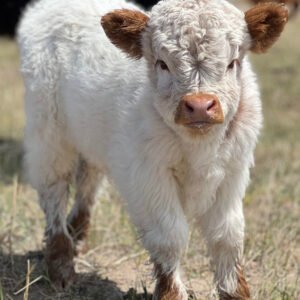 Micro/Mini Highpark Heifer - Rolling 7 Ranch