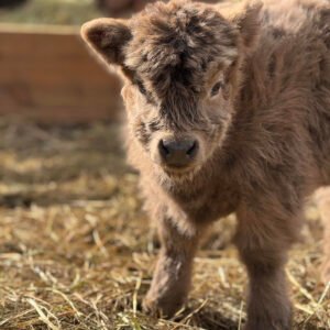 Dixie Micro/Mini Dun Heifer - Highland Coo Cattle Co