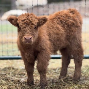 Maverick - Bull/Steer Option - Highland Coo Cattle Co