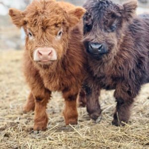 Ruby - Micro/Mini Heifer - Highland Coo Cattle Co