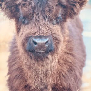 Stetson Micro/Mini Bull/Steer Option - Highland Coo Cattle Co