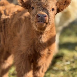Josie Mini/Midsize Heifer - Highland Coo Cattle Co