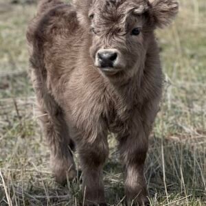 Micro/Mini Dun Highpark Steer - Rolling 7 Ranch