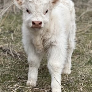 Micro/Mini White Steer - Rolling 7 Ranch