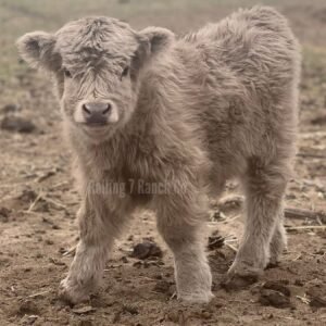 Micro/Mini Silver Steer - Rolling 7 Ranch Co