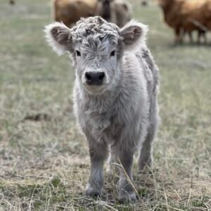 Micro/Mini Silver Heifer - Rolling 7 Ranch