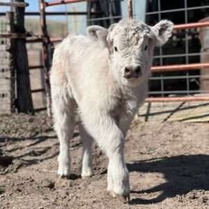 Midsize Silver Heifer - Rolling 7 Ranch