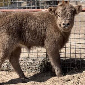 Midsize Dun Heifer - Rolling 7 Ranch