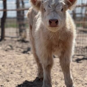 Mini/Midsize White Heifer - Rolling 7 Ranch