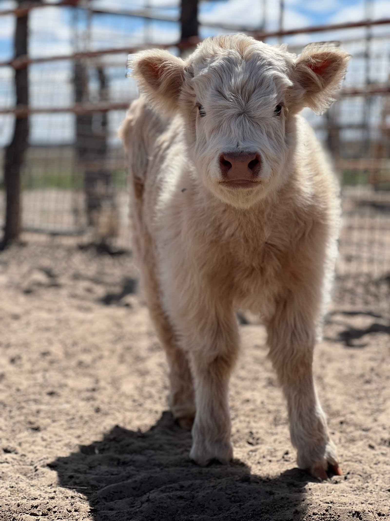 Mini/Midsize White Heifer - Rolling 7 Ranch