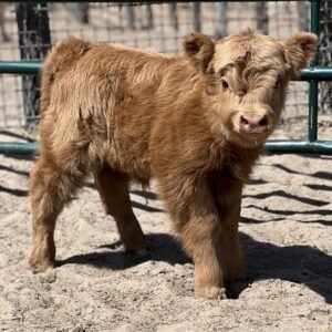 Micro/Mini Red Heifer - Rolling 7 Ranch