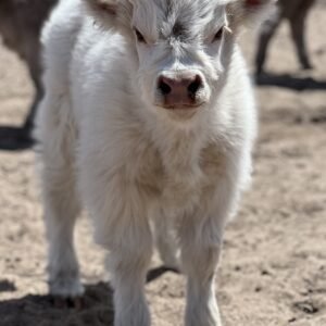 Micro/Mini White Heifer - Rolling 7 Ranch