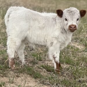 Micro/Mini Highpark Heifer - Rolling 7 Ranch